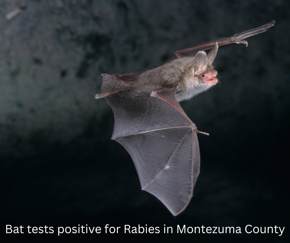 rabies in bats